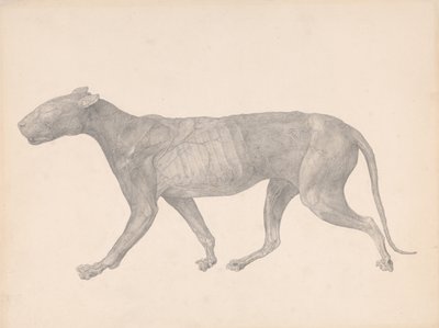 Vergleichende anatomische Darstellung der Struktur des menschlichen Körpers mit der eines Tigers und einer Kuh von George Stubbs